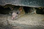 ratten verschuilen zich in bosjes en onder gevelranden
